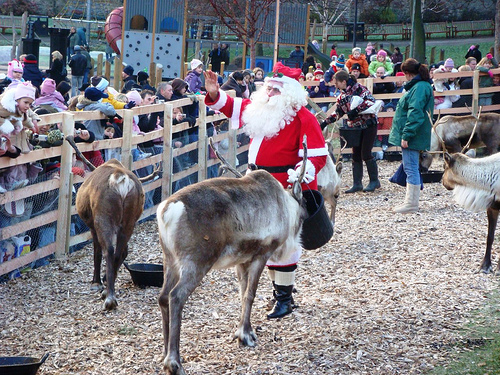 Santa Claus feeding his reindeer at Edinburgh's Reindeer garden