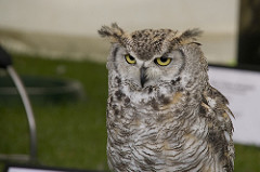 Another owl at The Royal Highland Show, Edinburgh