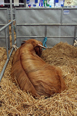 Groomed highland cow at The Royal Highland Show, Edinburgh