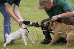 Dogs refusing to let go at The Royal Highland Show, Edinburgh