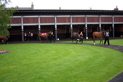 Horses being paraded in the Parade Ring at Musselburgh Racecourse